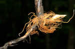 Woodland bulrush